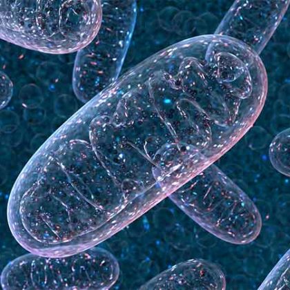 Mitochondrial Metabolism Shows Promise as Target for Cancer Therapy