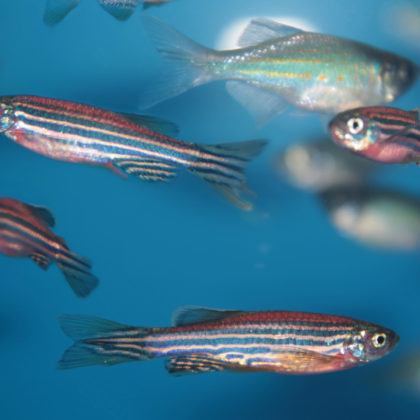 Big Discoveries of 2020