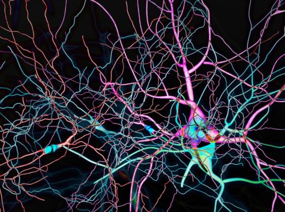 Brain neurons synapses