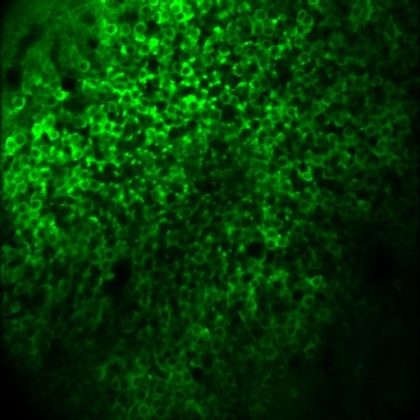 Hippocampus Creates ‘Shapes of Knowledge’