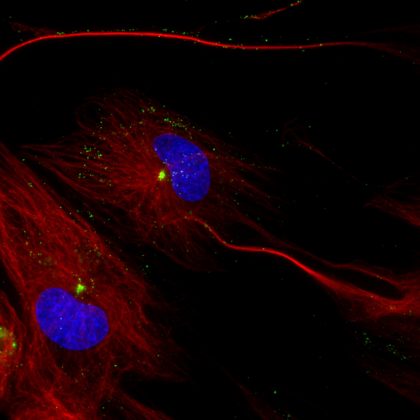 Outsmarting a Trickster