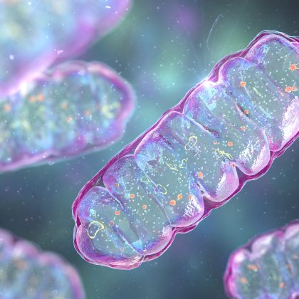 Master of Mitochondria