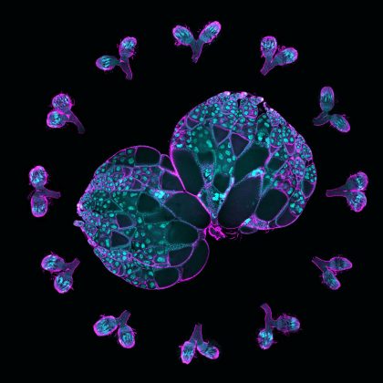 Understanding Drivers of Egg Cell Development