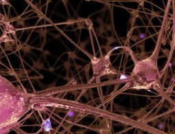 3D rendering of a network of neuron cells and synapses