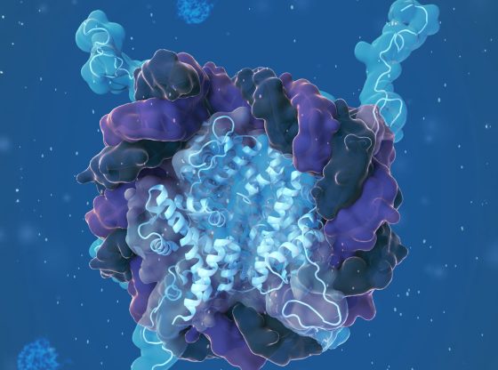 Nucleosome wreath