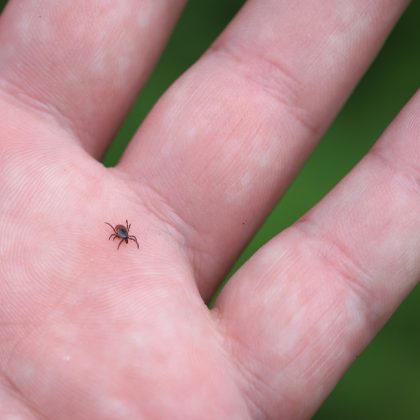 The Antibiotic that Takes the Bite Out of Lime