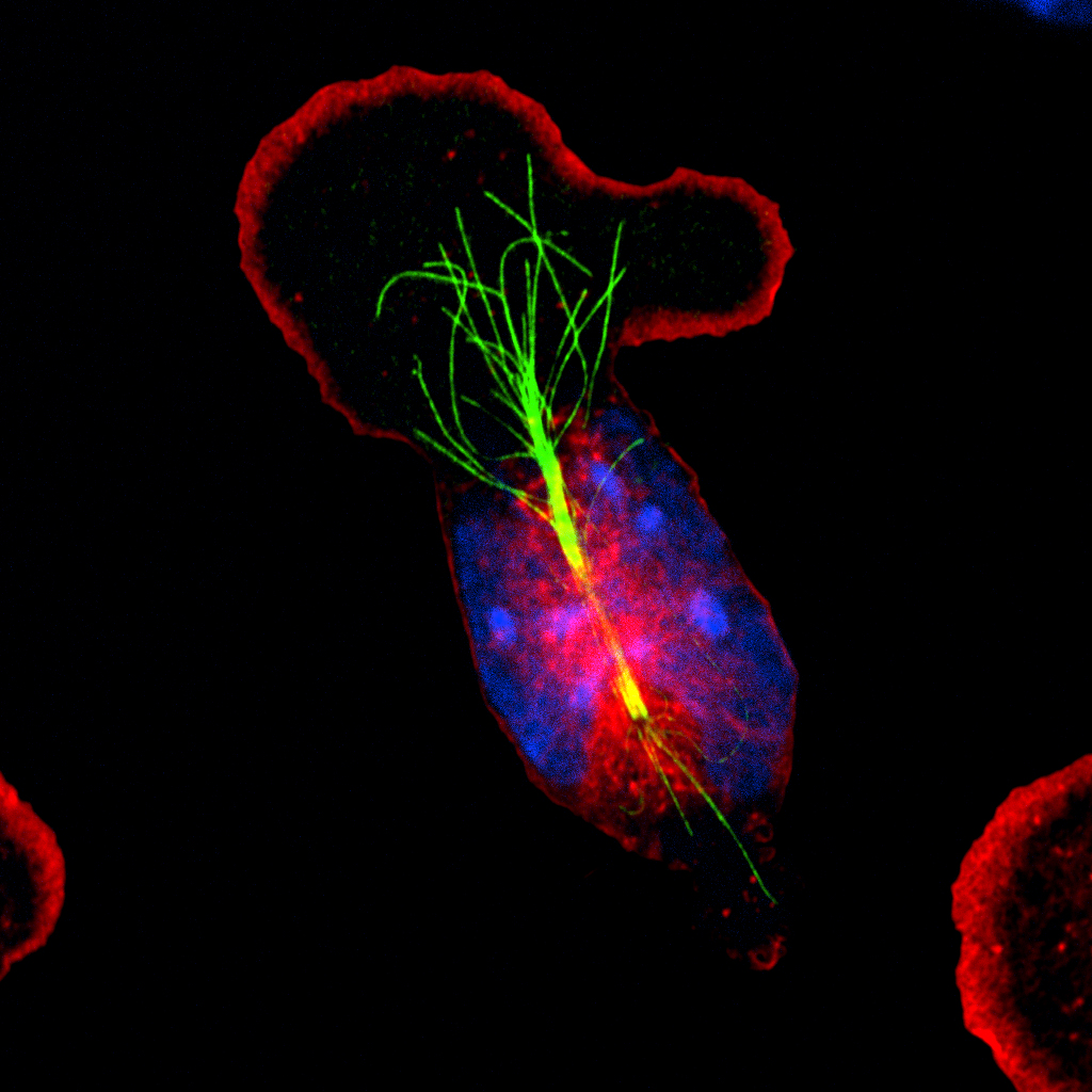 The Immune Frontier: How Northwestern’s Center for Human Immunology is Redefining Disease Research